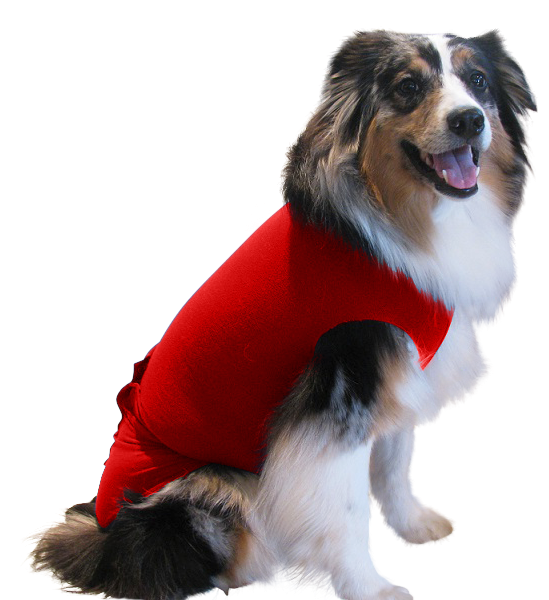 Dog cone collar sales alternative